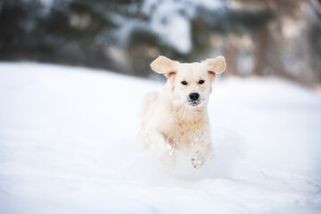 happy golden retriever dog jumping in the snow in winter
