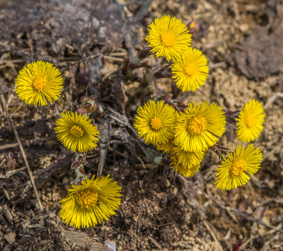 Tussilage pas-d'&acirc;ne alpestre fleuri sur le plateau des Gli&egrave;res au Petit-Bornand-les-Gli&egrave;res, Haute-Savoie, France
