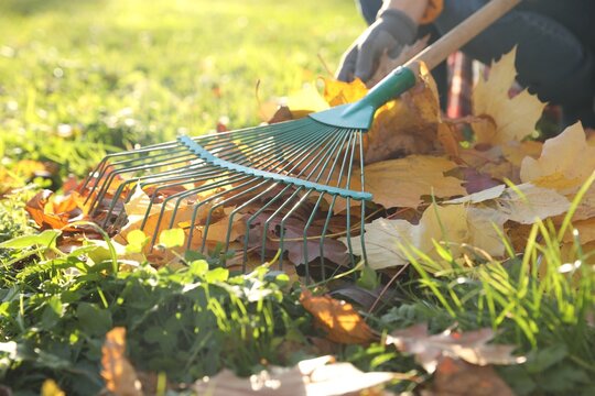 Woman raking fall leaves in park, closeup