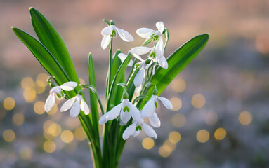 spring nature background. white snowdrop flowers close up on abstract blurred natural backdrop....