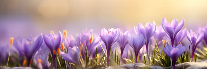 Foto op Plexiglas Beautiful Nature Spring Background. First spring flowers. Floral template with blooming purple crocus flowers close-up on blur toned background. Wallpaper  Web Banner  Copy Space for design, Panorama © Yulia