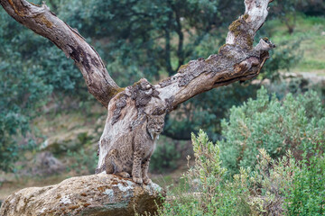 Iberian lynx (Lynx pardinus) in the wild