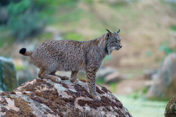 Iberian lynx (Lynx pardinus) in the wild