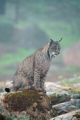 Iberian lynx (Lynx pardinus) in the wild