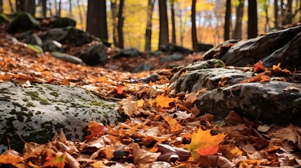 Fototapeta na wymiar An autumn forest floor covered in fallen leaves with rocks and trees bathed in soft sunlight.