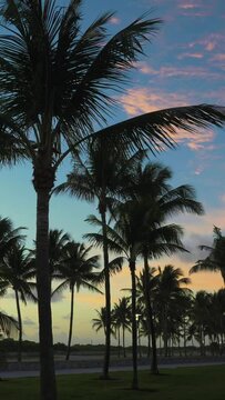 Palm Trees Silhouettes at Lummus Park at Sunrise. Miami Beach, USA. Vertical Video