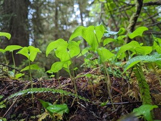 Small green seedlings growing on the ground of the canadian forest