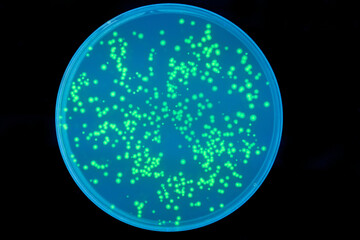 fluorecent bacteria