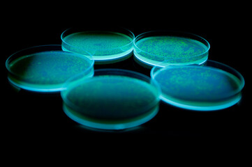 glowing petri dishes