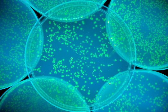 fluorescent bacteria background
