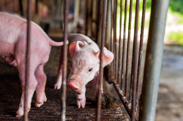 Many piglet cute newborn in the pig farm with other piglets, Close-up of masses piglet in a cage