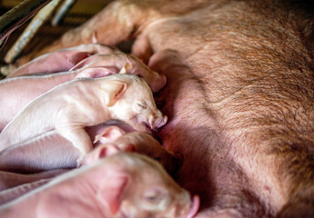 Close-up of Small masses piglet drinking milk from breast in the farm,A week-old newborn piglet is suckling from its mother in pig farm
