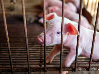 Cute newborn A week-old piglet  in the pig farm with other piglets, Close-up piglet in a cage