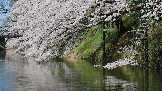 霞城公園の堀と桜　山形県