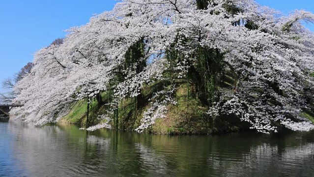 霞城公園の堀と桜　山形県