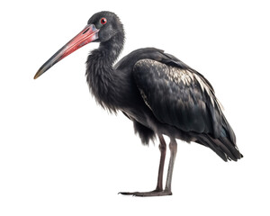 Black stork on a light, transparent background.