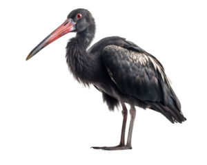 Black stork on a light, transparent background.