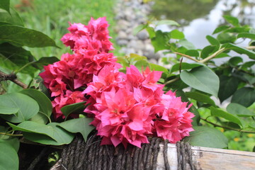 magenta bougainvillea flower close up