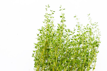 Fresh thyme on white background.