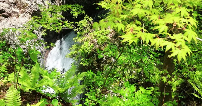 新緑の阿寺渓谷　樽ヶ沢の滝　長野県