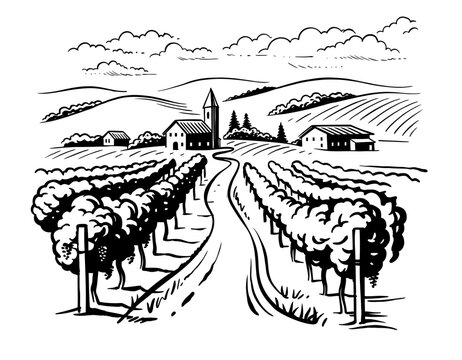 Vineyard landscape vector sketch. Grape plants