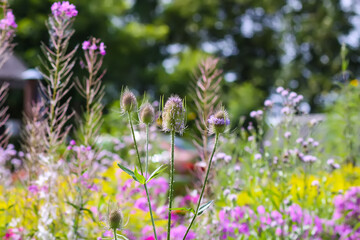 Garden flowers. Teasel and fireweed plants.