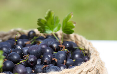 Juicy ripe berries of a gooseberry in a small handmade jute basket.