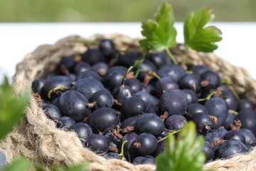 Juicy ripe berries of a gooseberry in a small handmade jute basket.
