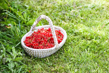 Basket with red currants. Fresh ripe red berries in a basket. Healthy food ingredients.