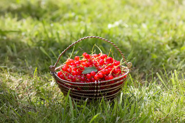 Basket with red currants. Fresh ripe red berries. Healthy food ingredients.