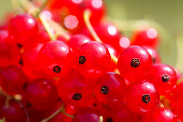 Basket with red currants. Fresh ripe red berries. Healthy food ingredients.