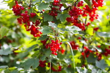 Obraz premium Ripe red currant berries. Healthy food ingredients.