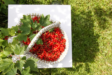 Red currant berries in the berry picking season in the countryside.