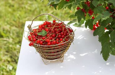 Red currant berries in the berry picking season in the countryside.