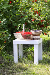 Red currant and gooseberry berries in the berry picking season in the countryside.