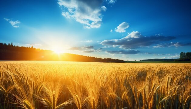 Breathtaking sunrise over serene countryside, vibrant wheat fields, fluffy clouds, clear blue sky