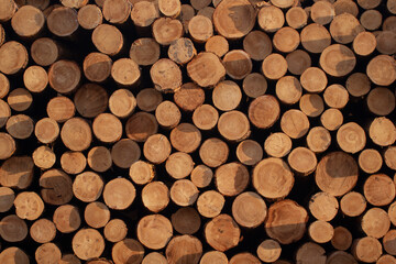 Background of evenly sawn ends of logs. A pile of evenly stacked logs. Close-up of outdoor logging warehousing.