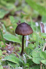 Entoloma clandestinum, a pinkgill mushroom from Finland, no common English name