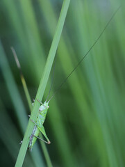 Short-winged Conehead, Conocephalus dorsalis, bush cricket from Finland