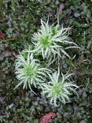 Spiky bog-moss, Sphagnum squarrosum, also known as spiky bog-moss or spreading-leaved bog moss, medicinal moss from Finland - obrazy, fototapety, plakaty