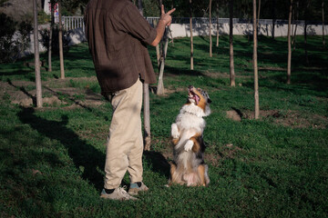 An Australian Shepherd looks at his owner's hand