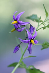 Bittersweet, Solanum dulcamara, known also as Bitter nightshade, Bittersweet nightshade or Blue...