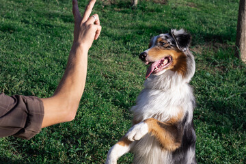 Cute Aussie dog gives paw to owner