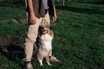 Cute Aussie dog performs the "house" command