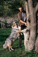 Aussie with a tail follows the command and puts its paws on the tree. Dog training, obedience