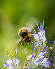 Close-up photo of a bumblebee and a flower with green background