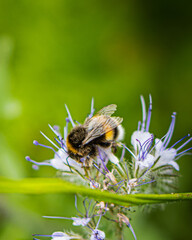 Close-up photo of a bumblebee and a flower with green background