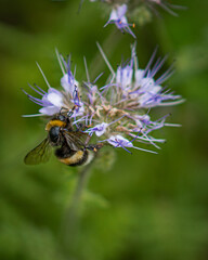 Close-up photo of a bumblebee and a flower with green background
