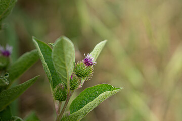 panoramic photo of a flower with a blurred background and space for text