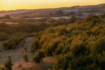 trees and bushes on a hillside in the morning sun